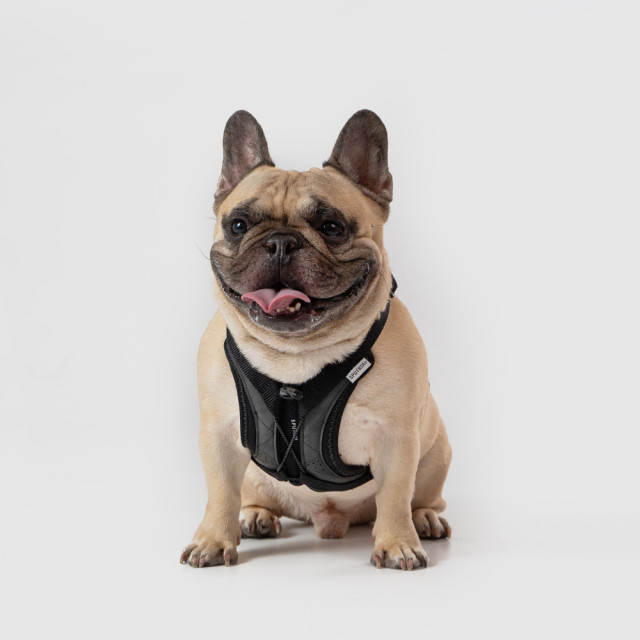 Ultra Explore | Harness