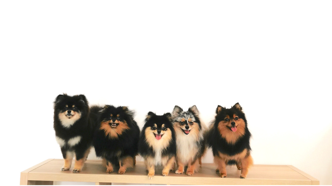 Importance of Grooming Your Pets