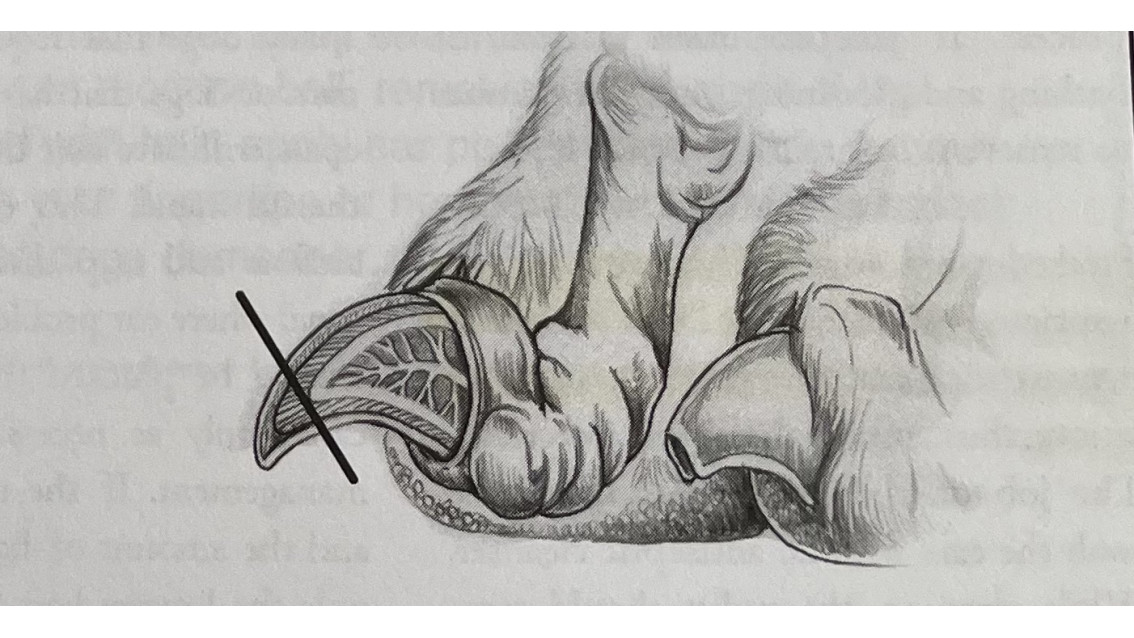 How Often Should You Trim Your Pup’s Nails?